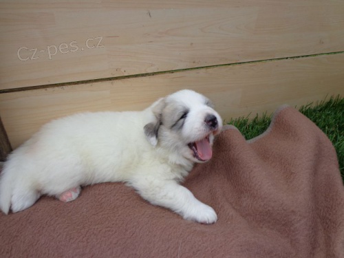 Pyrenejsk� horsk� pes s PP