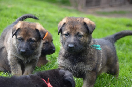 N�meck� ov��k �t���tka s PP