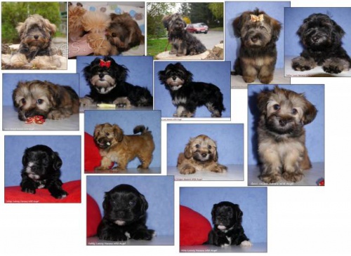 BI�ONEK HAVANSK� - Havansk� ps�k. Pes i fenka.