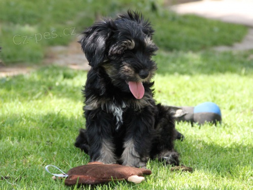 Tibetsk� teri�r - pejsek s PP