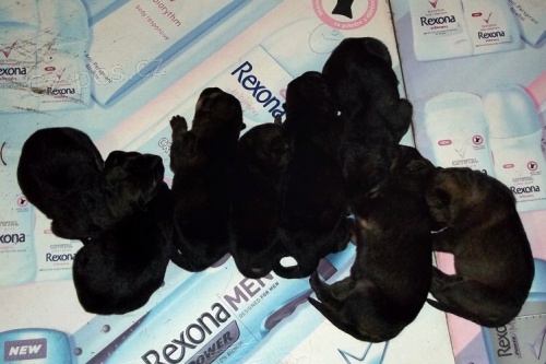 �t���tka NO s PP 