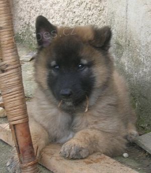 Belgick� ov��k tervueren