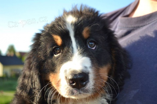 Prod�me kr�sn� �t���tka BSP s PP