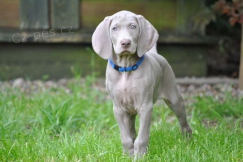 �t���tko v�marsk�ho oha�e kr�tkosrst�ho