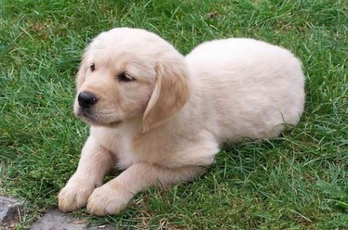 Prod�m zlat�ho retr�vra