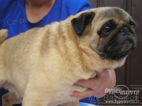 Mops - zad�m �t��ata s PP a nab�z�m psy na kryt�