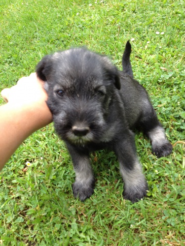 SLEVA! �t��ata st�edn�ho kn�ra�e p+s s pp