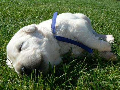 M�lopo�etn� plemeno podhala�sk� ov��k - �t�n�tka s PP