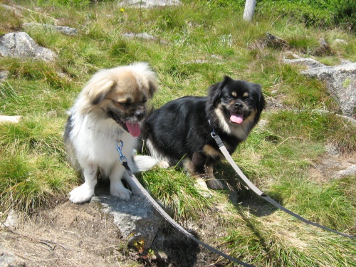 TIBETSK�  �PAN�L �t�n�