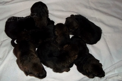 �t���tka NO s PP 