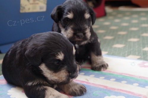 kn�ra� mal� �ernost��b�it�