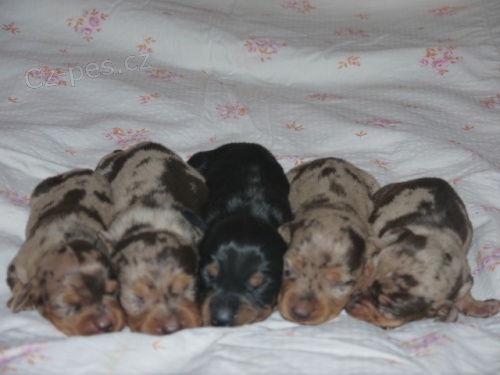 Jezev��k hladkosrst� trpasli��/kr�li�� bez PP