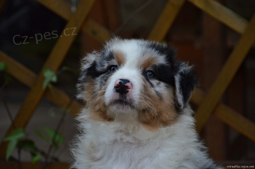 Australsk� ov��k s PP