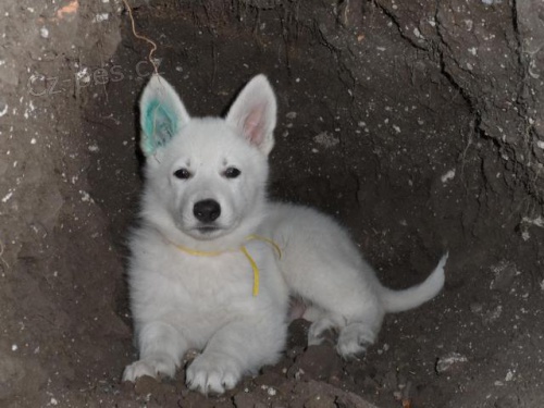 Posledn� voln� pejsek C�sar hled� sv� p�ne�ky