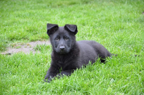 N�meck� ov��k �t���tka s PP