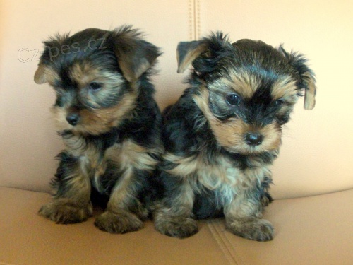 Jork��rsk� teri�r, fenka i pejsek