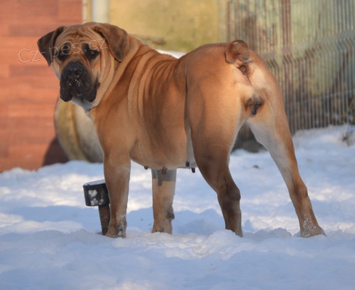 boerboel- bursk buldok....