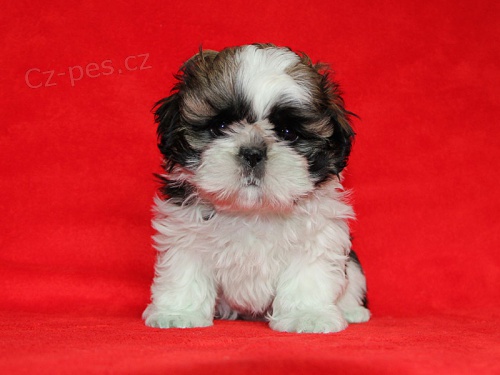 Shih-tzu, �i-tzu �t���tka s PP
