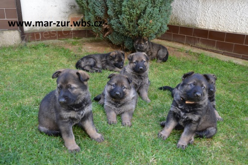 NO �t��ata  Chris spod Lazov x Fera z Kraje husit�