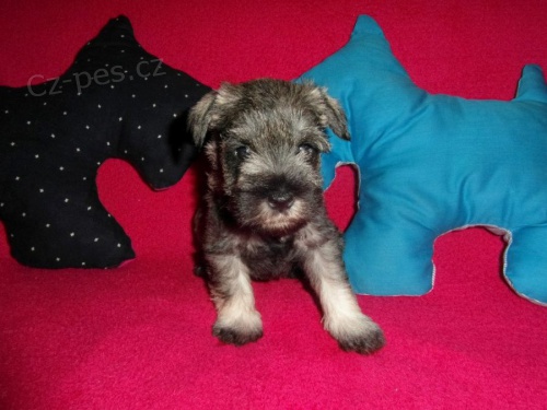 �t��ata kn�ra�e p+s s PP