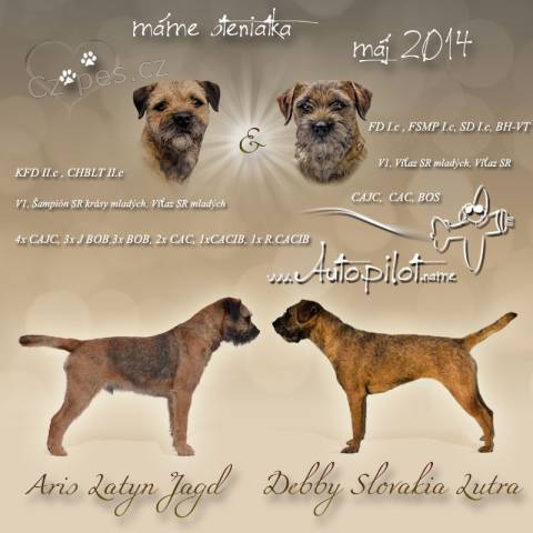 Border terier - �tenat�