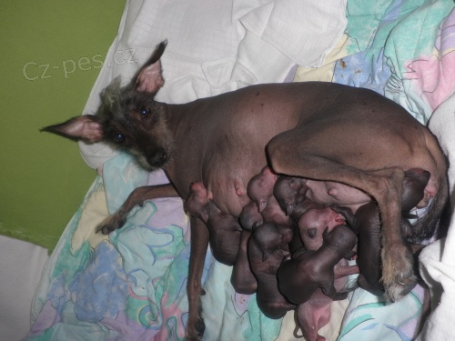 Peru�nsk� nah��