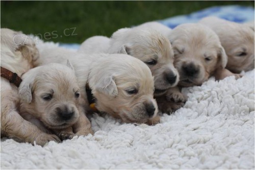Golden Retriever - kvalitn� �t��ata s PP
