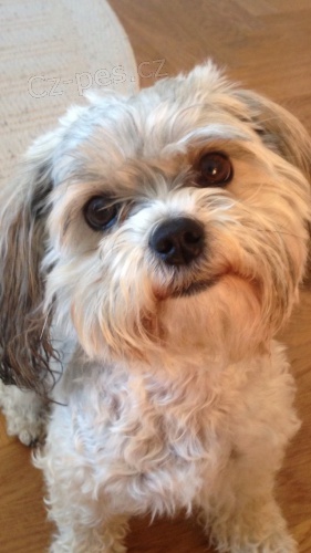 Hled�me pejska na kryt�