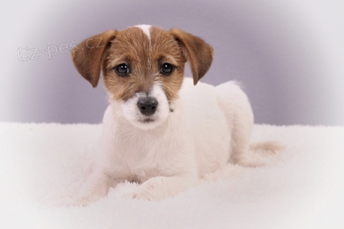 Jack Russell teri�r