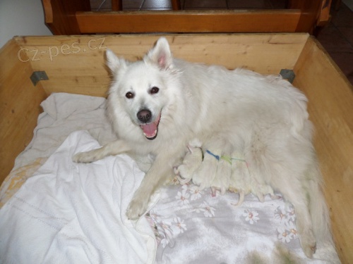 Velk� b�l� �pic - �t���tka