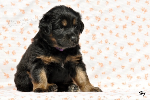 �t�n� Hovawart s PP