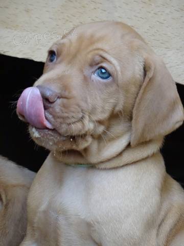 Ma�arsk� kr�tkosrst� oha� - �t�n� s PP