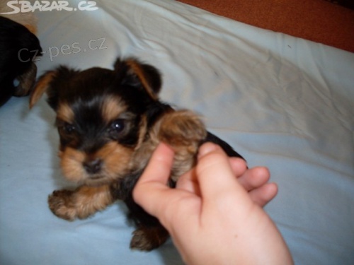 Prod�m jork��rsk�ho teri�ra