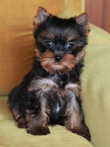 �t��ata jork��rsk�ho teri�ra