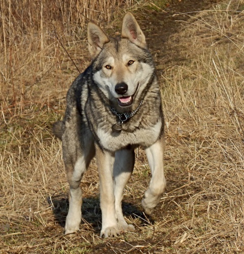 Saarloos�v vl��k fenka s PP