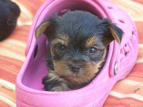 Prod�m kr�sn� �t���tka Jork��rsk�ho teri�ra bez PP