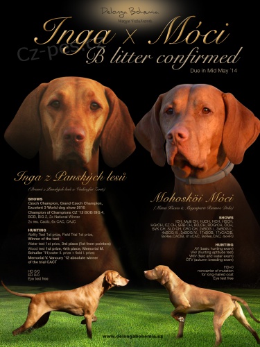 Ma�arsk� oha� kr�tkosrst� - pejsci