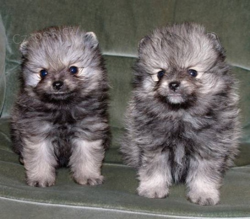 N�meck� �pic trpasli��