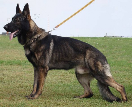 Fenku n�meck�ho ov��ka prod�m