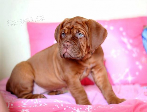 �t�n� Bordeauxsk� Doga posledn� fene�ka s PP