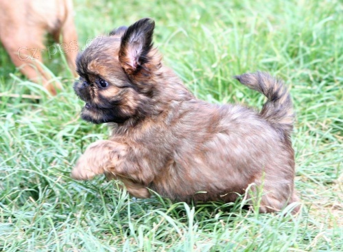 Prod�m pejska bruselsk�ho grifonka s PP