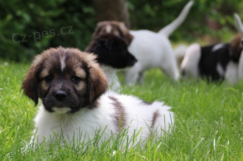 �esk� horsk� pes