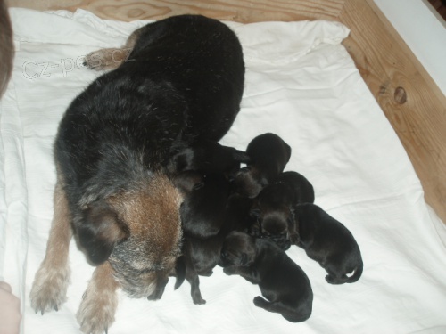 �t��ata Border teri�ra