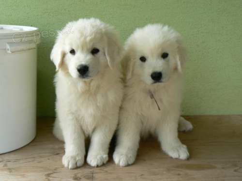 posledn� pejsek podhalansk� ov��k s PP