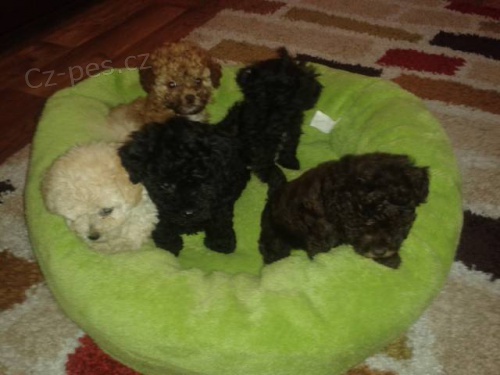 Bolo�sk� ps�k barevn�/Rusk� barevn� bolonka s PP