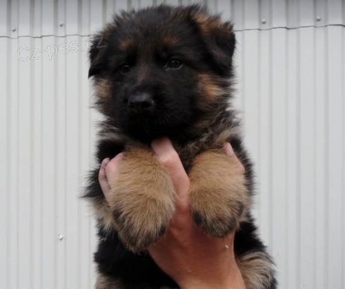 �t���tka N�meck�ho ov��ka s PP