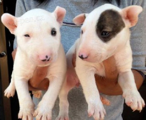 Mini Bulteri�r St��ata s PP