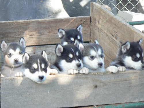 alja�sk� malamut