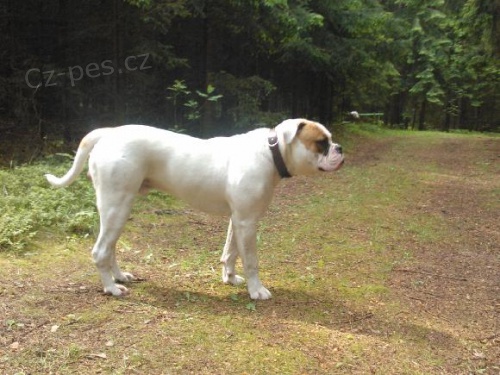Nab�z�m psa s PP ke kryt� Amer.Bulldog
