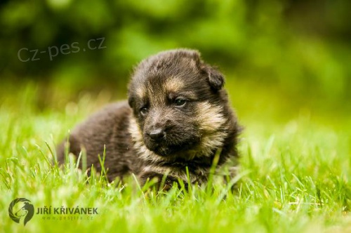 N�meck� ov��k s PP